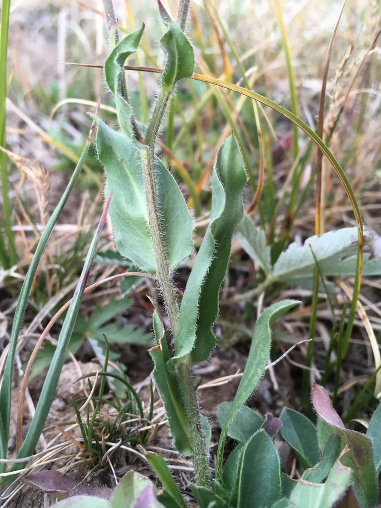 Erigeron Formosissimus
