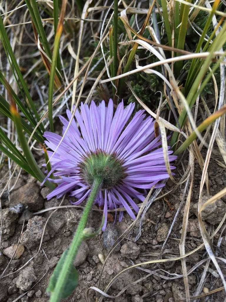 Erigeron Formosissimus