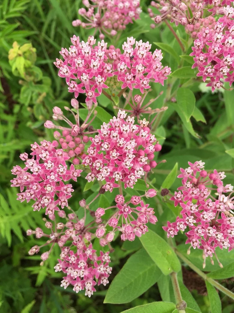 Asclepias Incarnata Pulchra