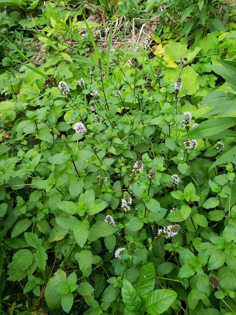 Mentha X Piperita