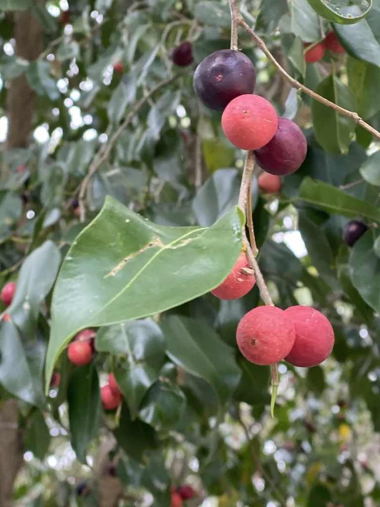 Ficus benjamina