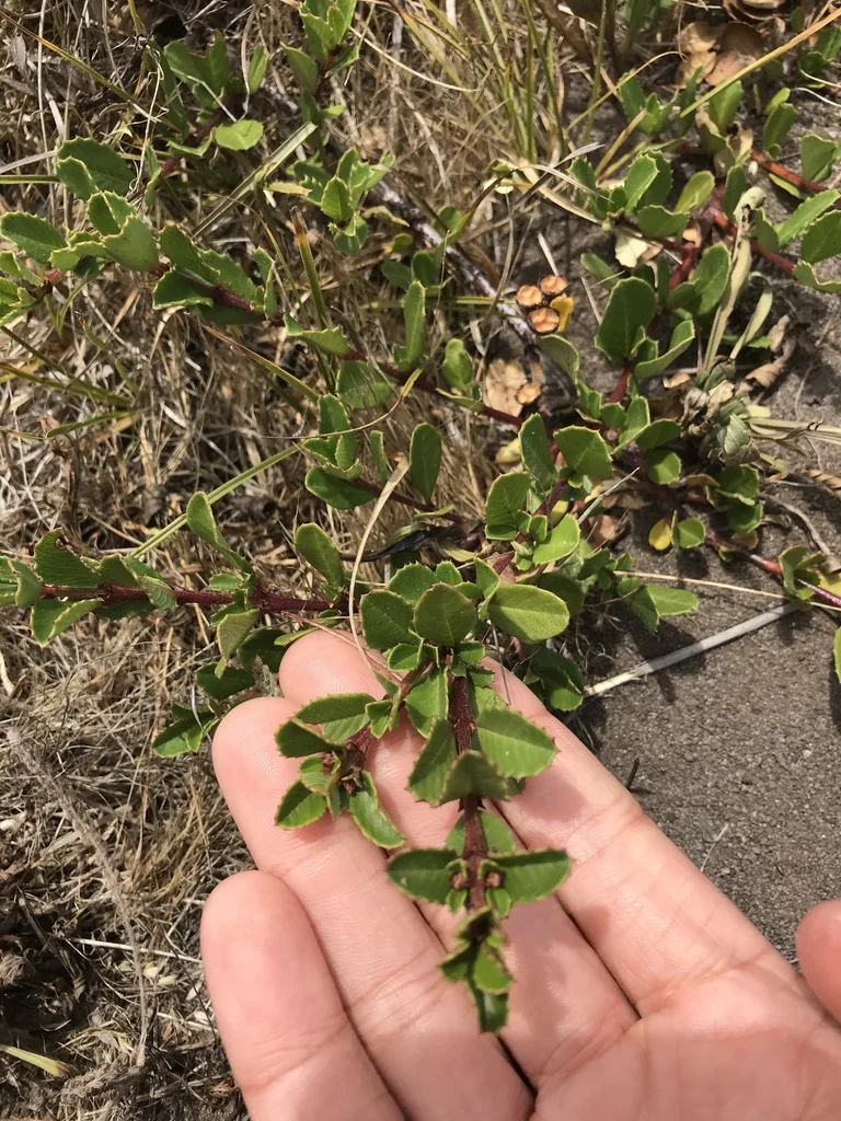 Ceanothus Gloriosus