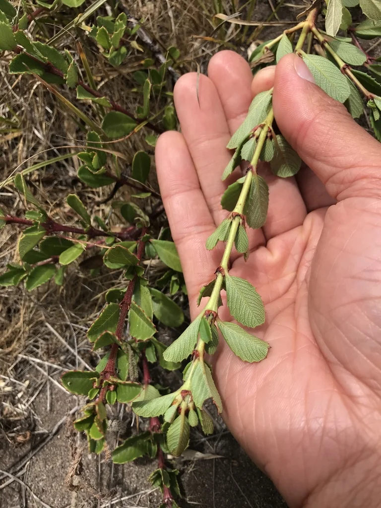 Ceanothus Gloriosus