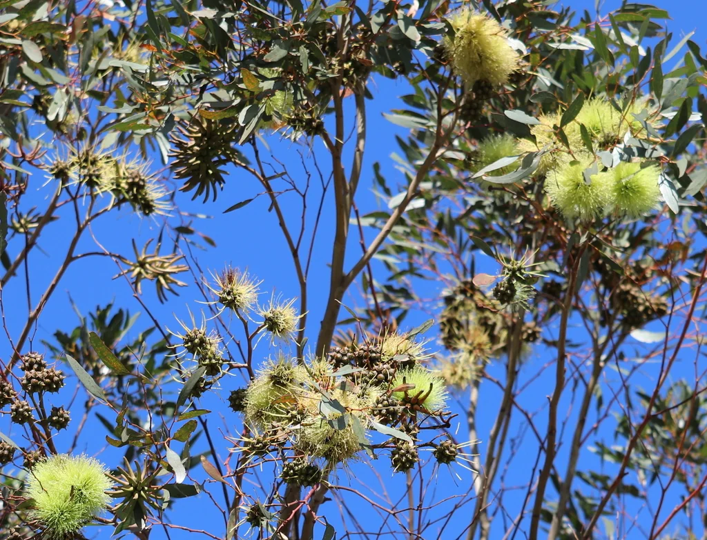 Eucalyptus Conferruminata