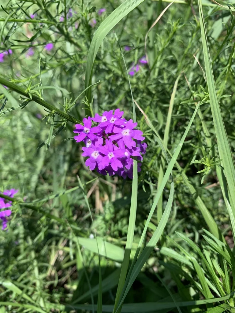 Glandularia Pulchella