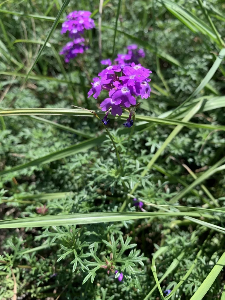 Glandularia Pulchella