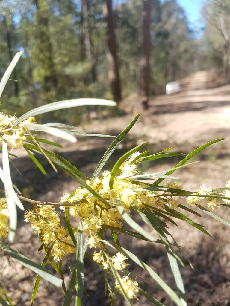 Acacia Cognata