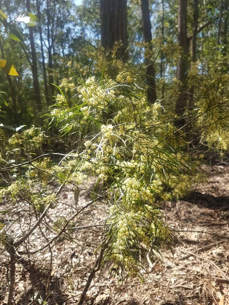 Acacia Cognata