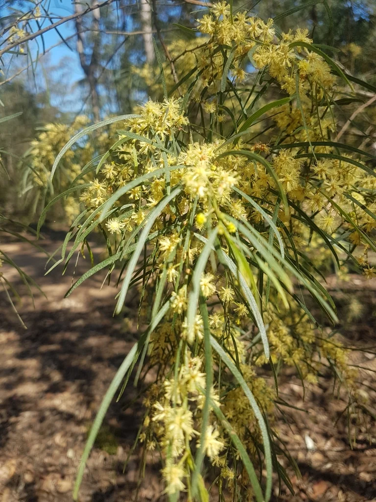 Acacia Cognata