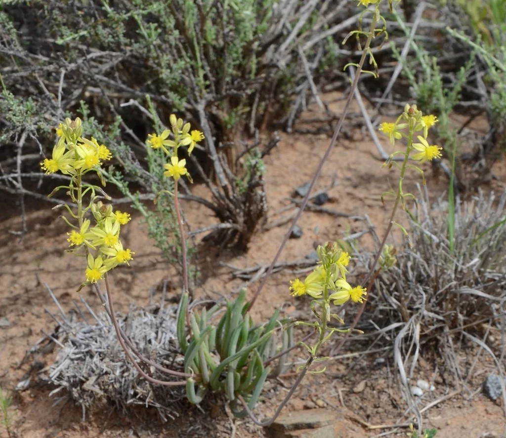 Bulbine Frutescens