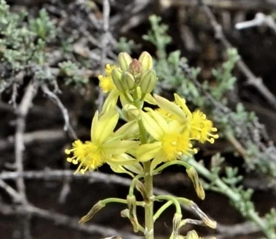 Bulbine Frutescens