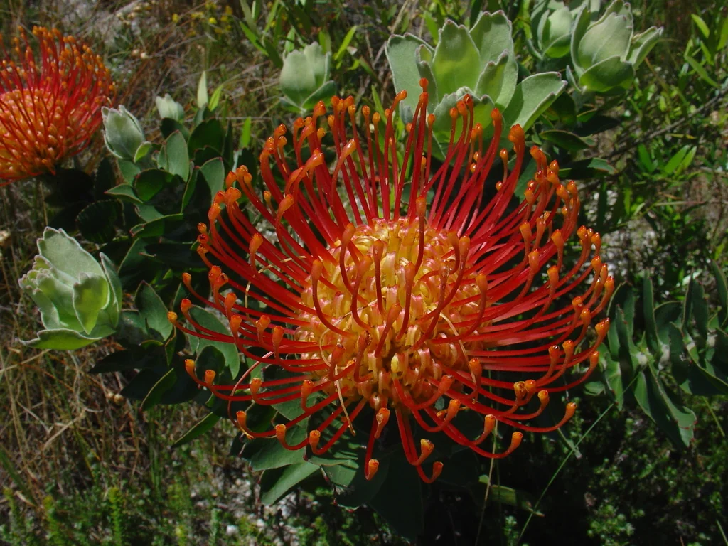 Leucospermum Cordifolium