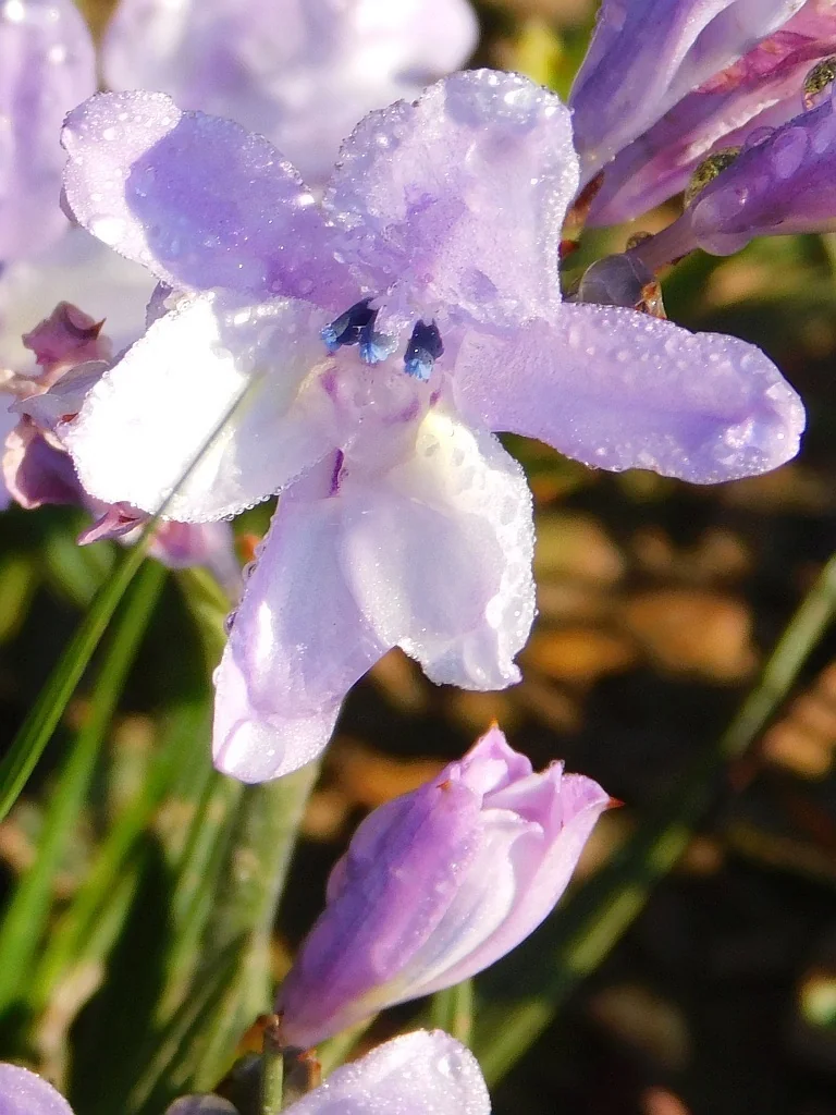 Babiana Stricta