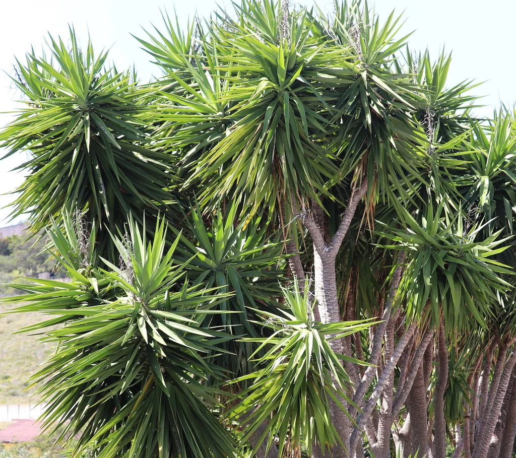 Yucca Elephantipes