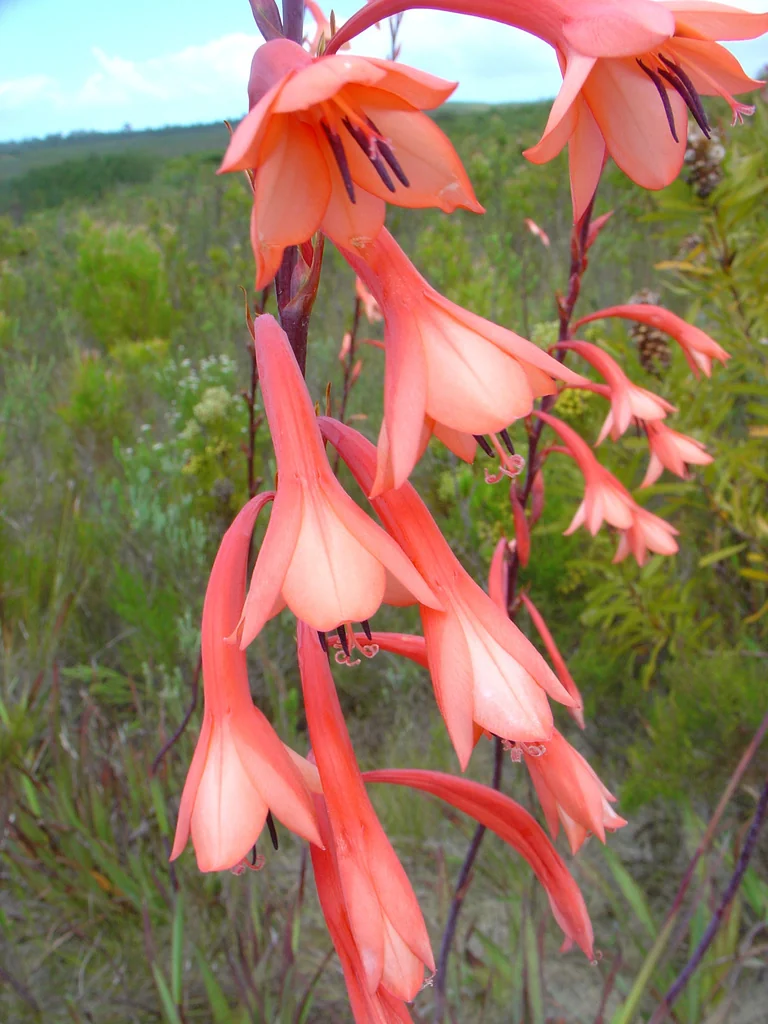 Watsonia Pillansii