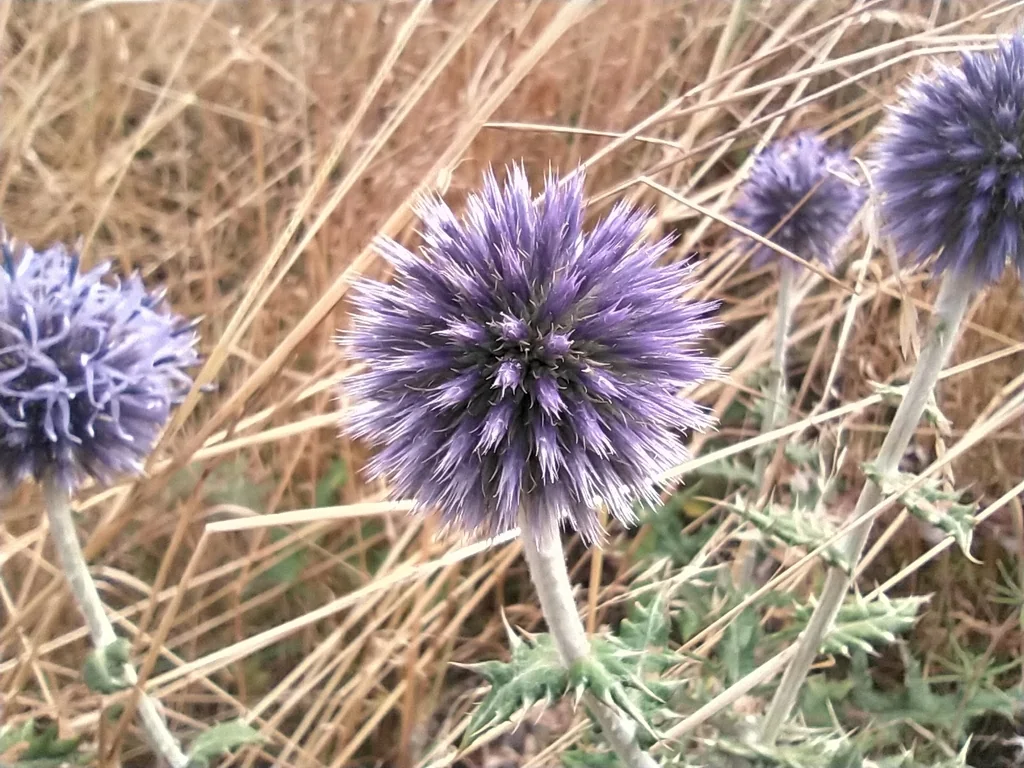 Echinops Ritro Ruthenicus