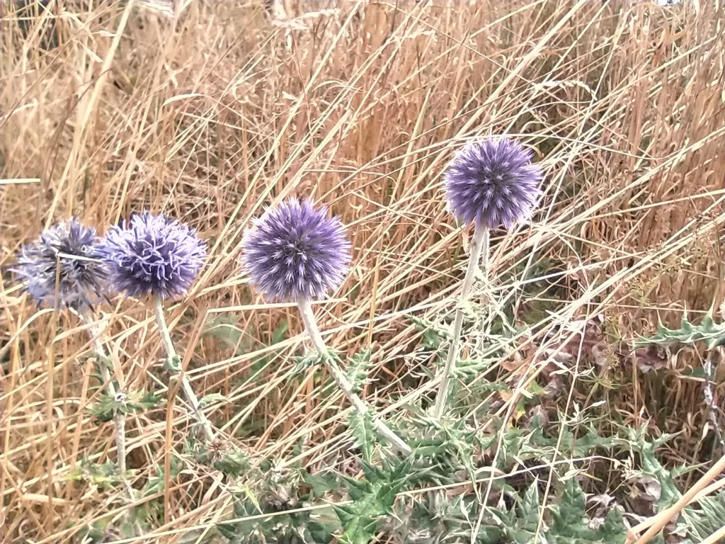 Echinops Ritro Ruthenicus