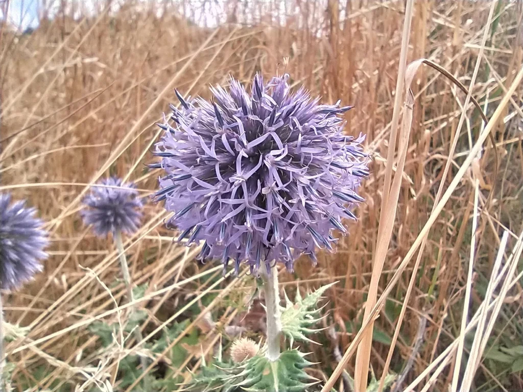 Echinops Ritro Ruthenicus