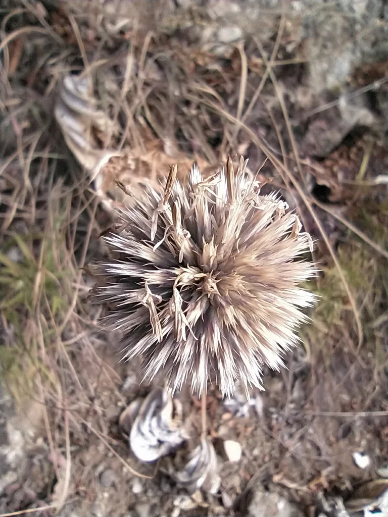 Echinops Ritro Ruthenicus