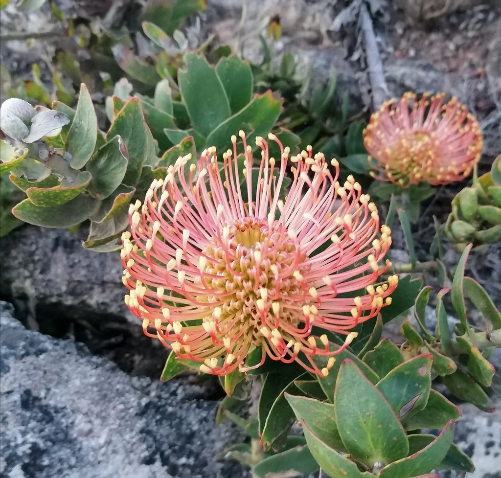 Leucospermum Cordifolium