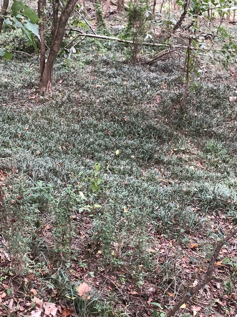 Liriope Spicata