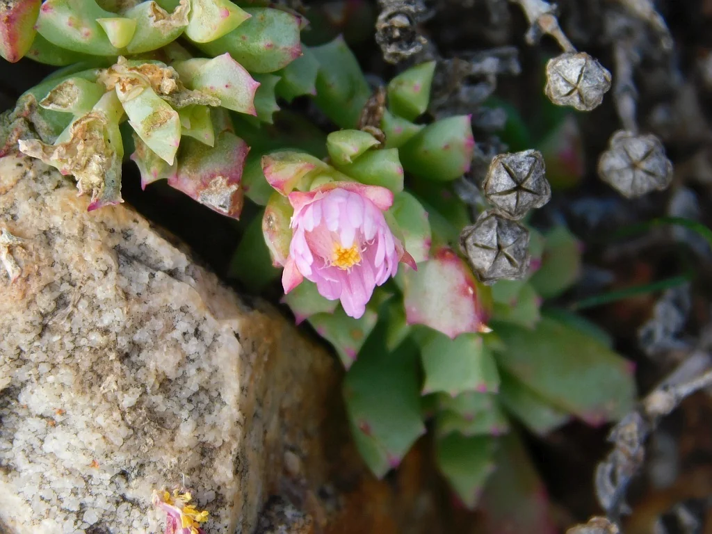 Oscularia Deltoides