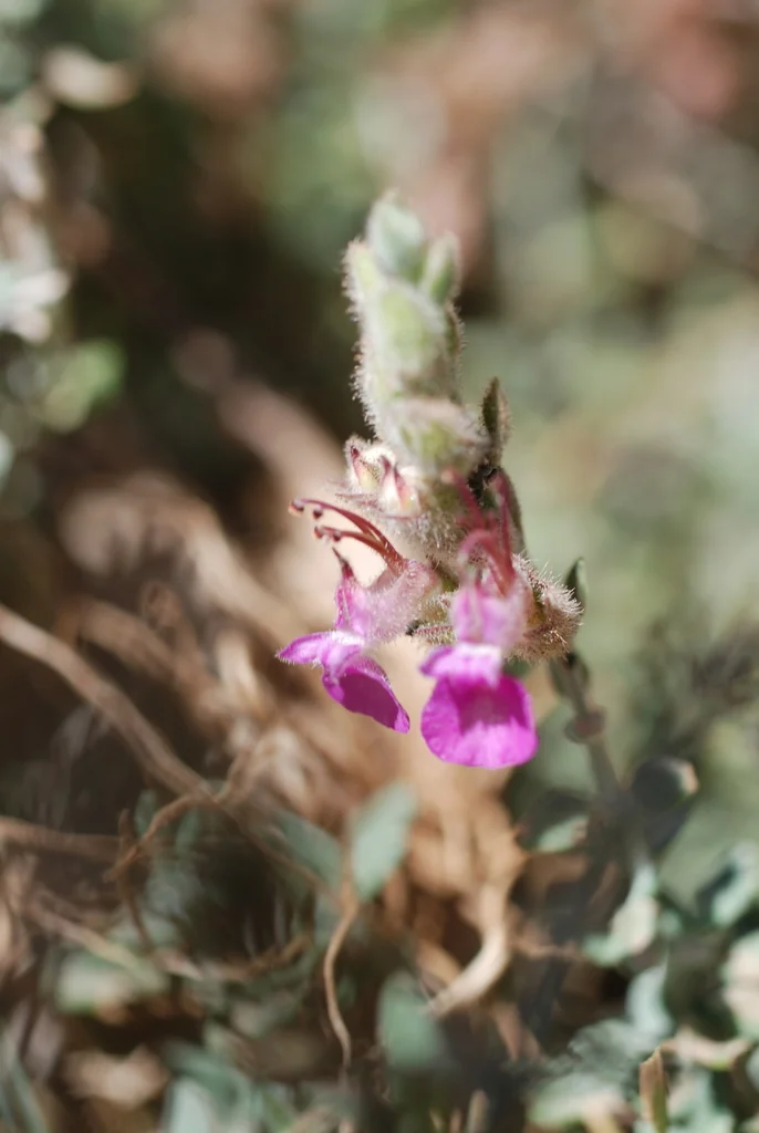 Teucrium Marum