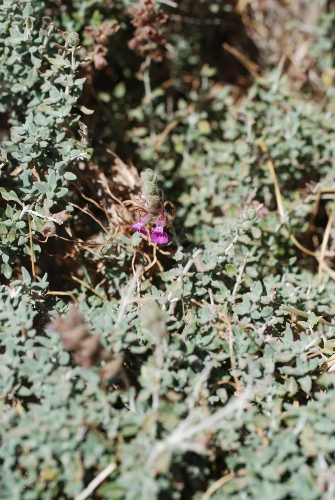 Teucrium Marum