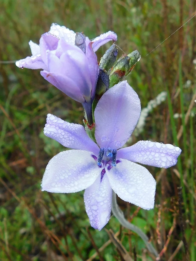 Babiana Stricta
