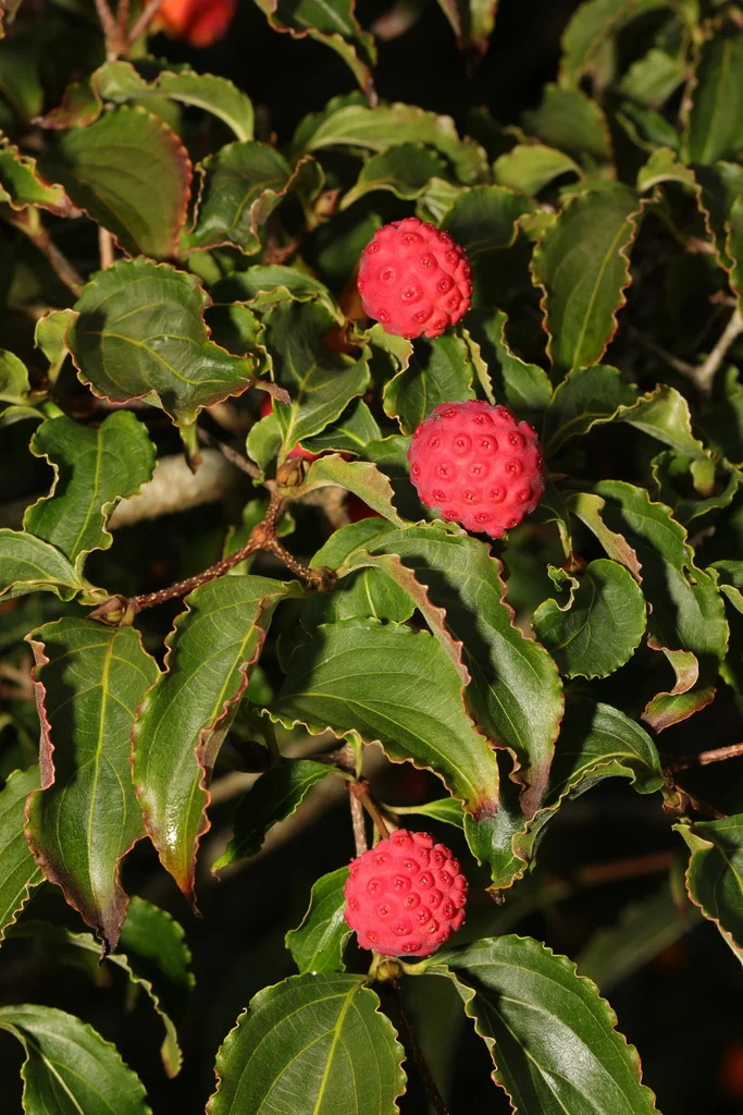 Cornus Kousa