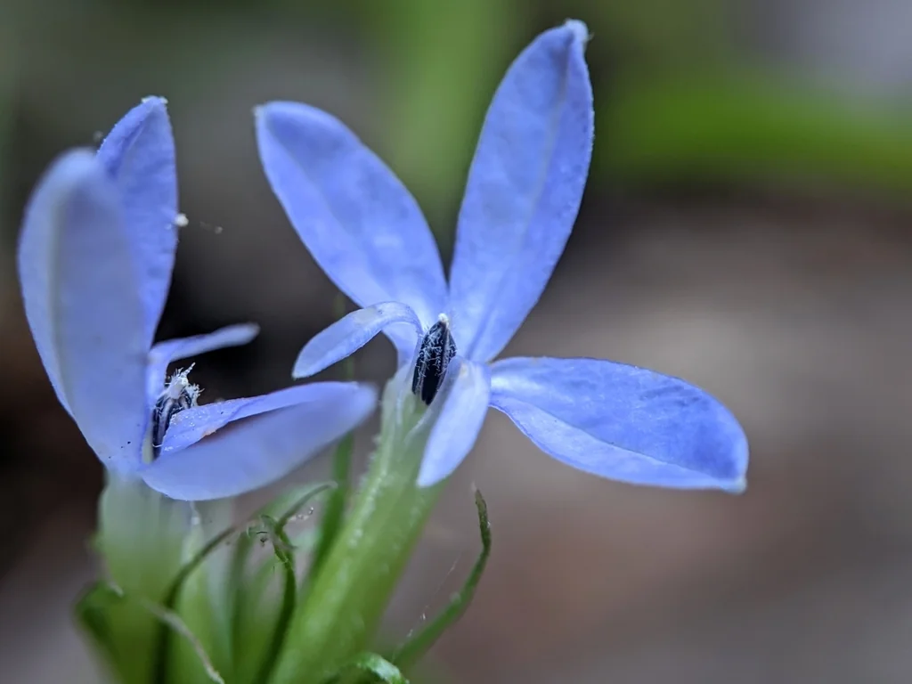 Lobelia Dunnii