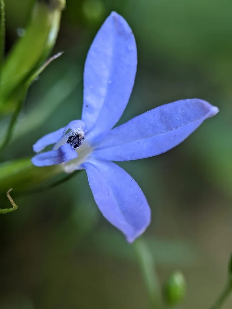 Lobelia Dunnii