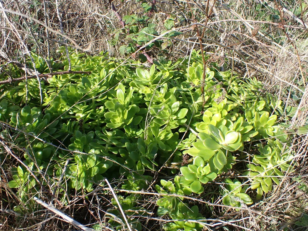 Sedum Confusum