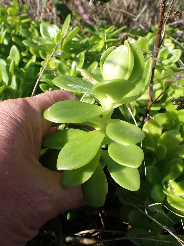 Sedum Confusum