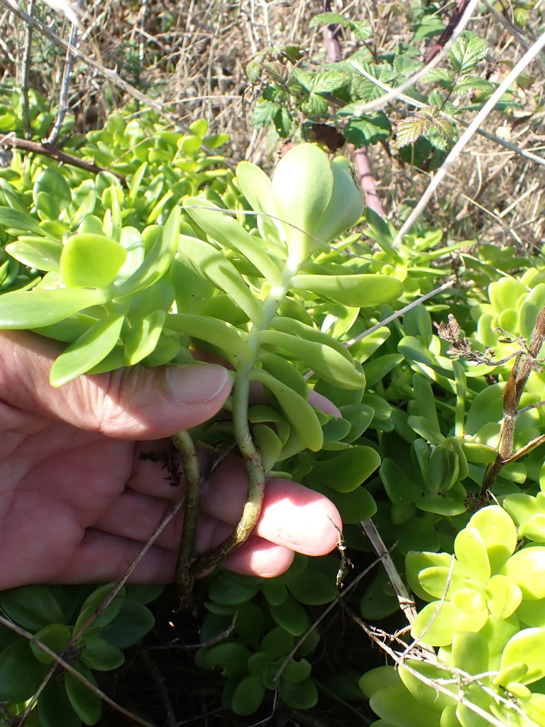 Sedum Confusum