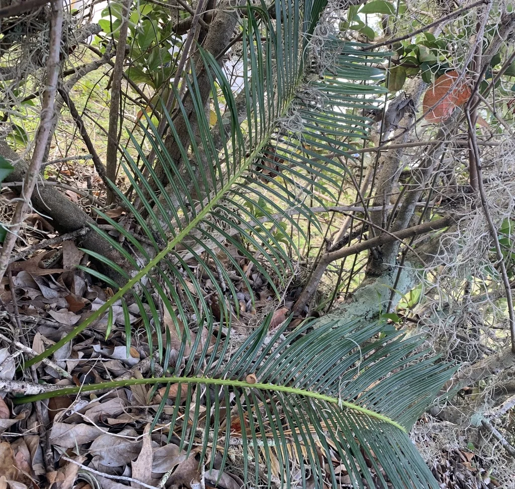 Cycas Revoluta