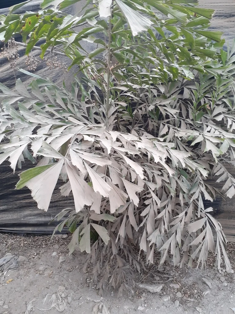 Caryota Urens