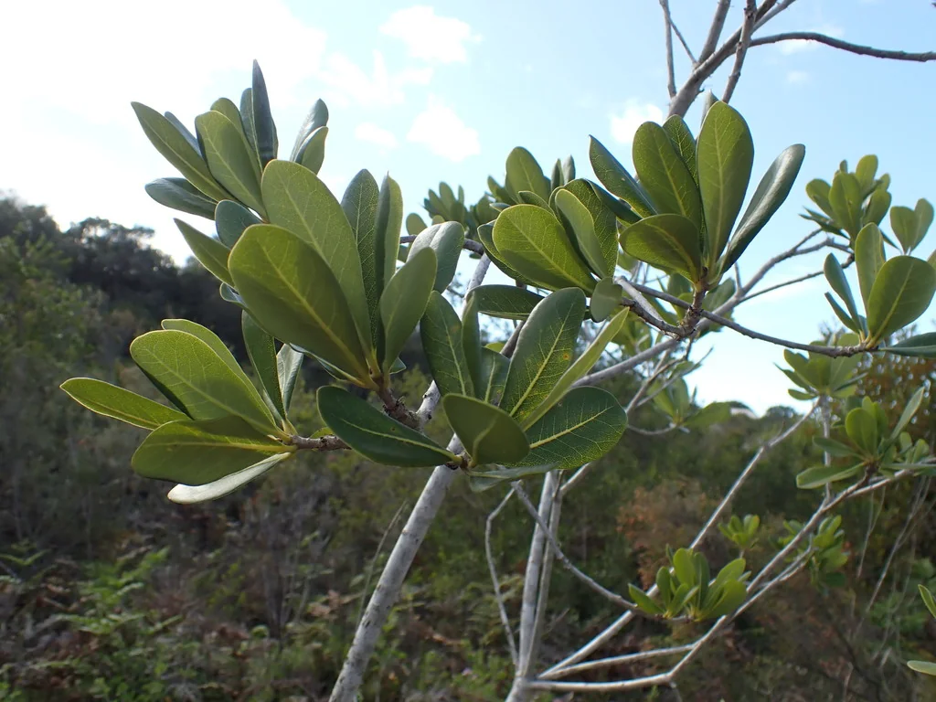 Pittosporum Viridiflorum