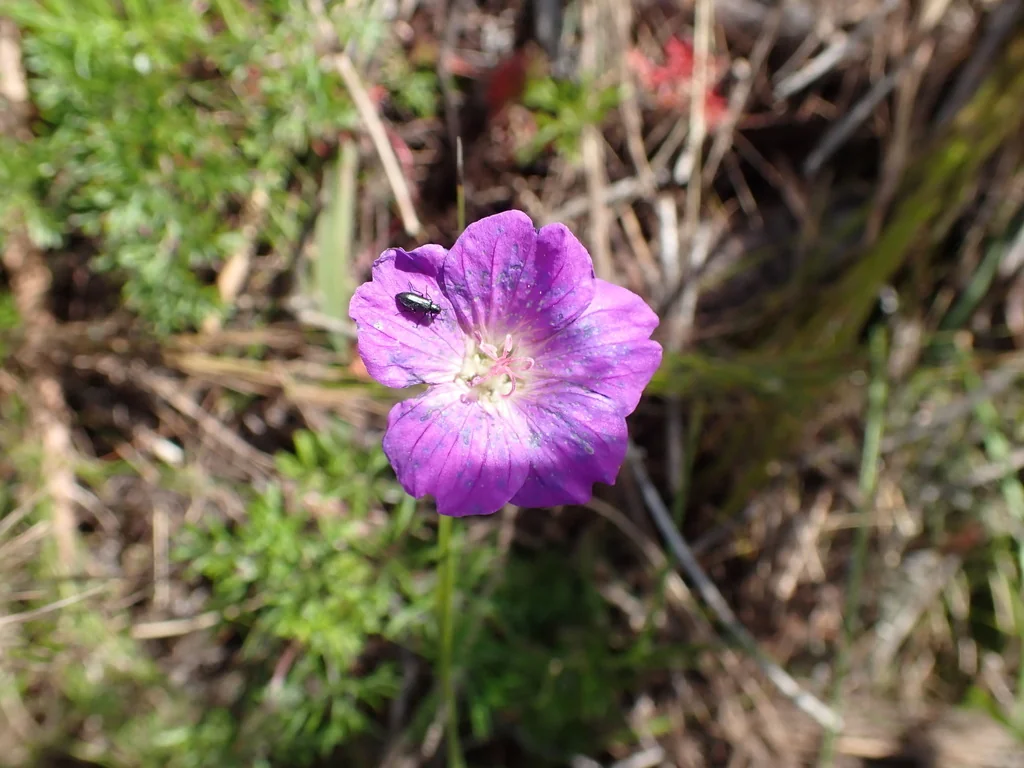 Geranium Incanum