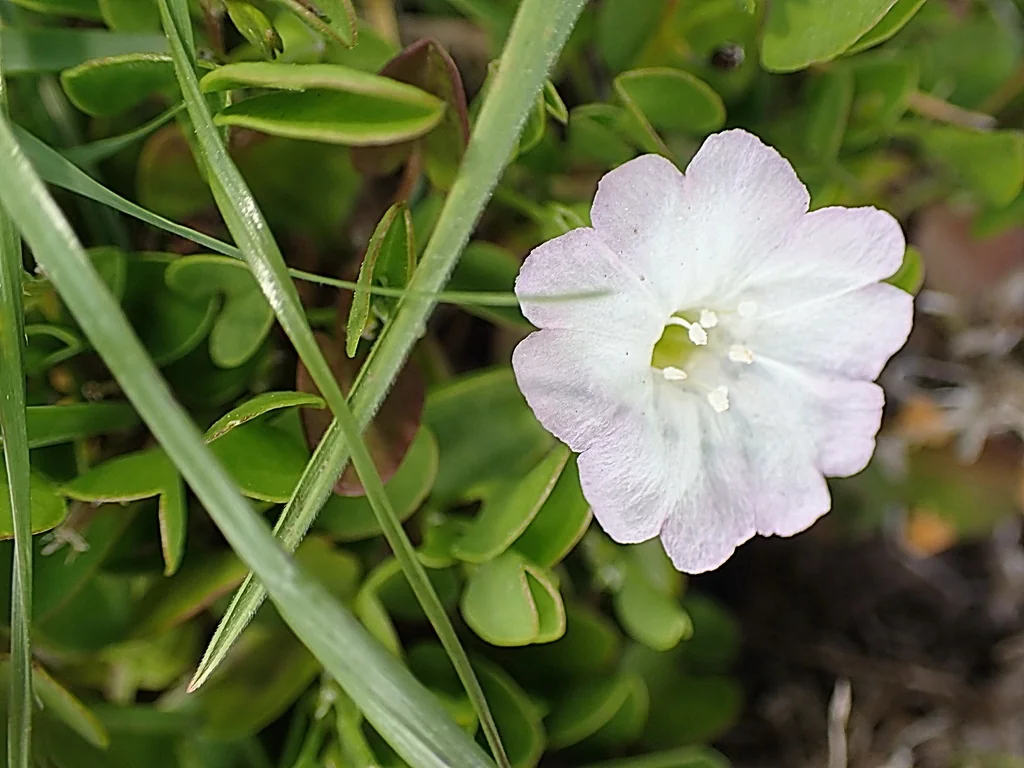 Falkia Repens