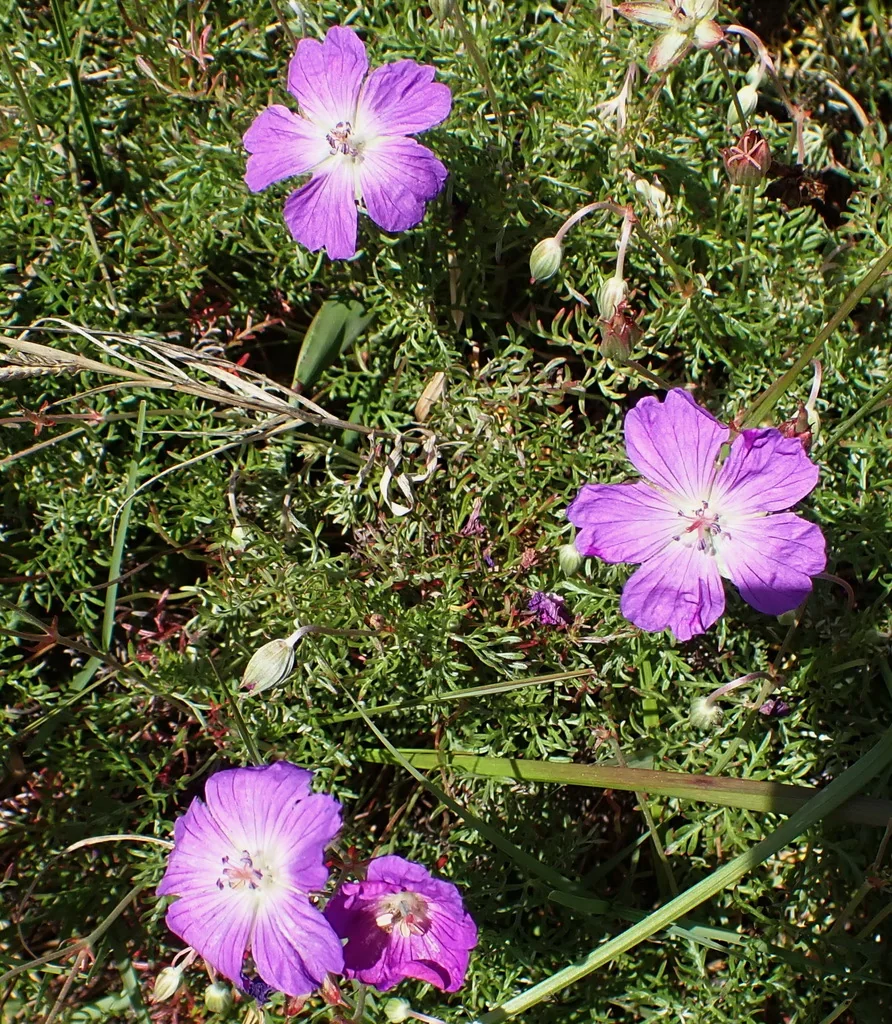 Geranium Incanum