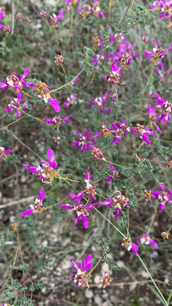 Dalea Frutescens
