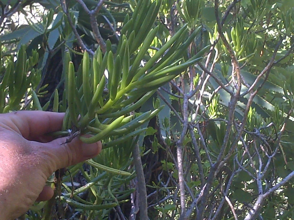 Senecio Barbertonicus