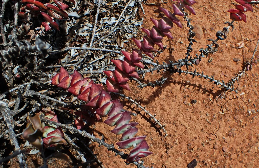 Crassula Perforata