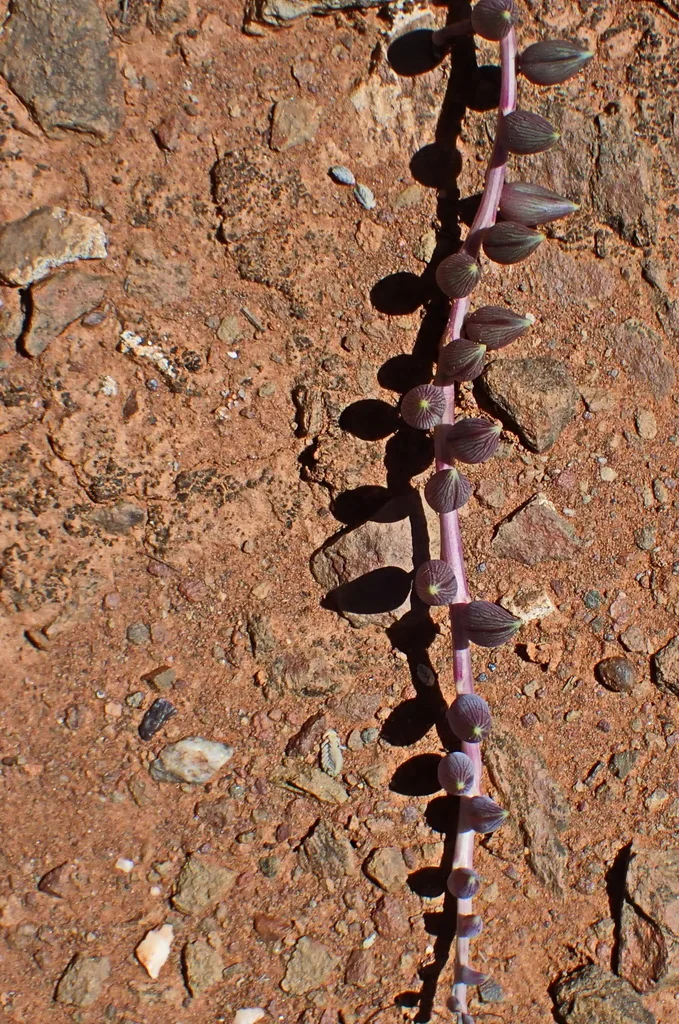 Senecio Radicans
