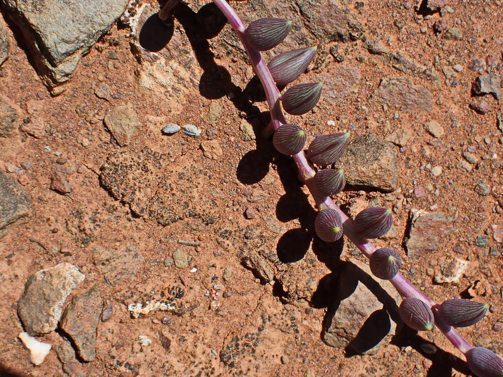 Senecio Radicans