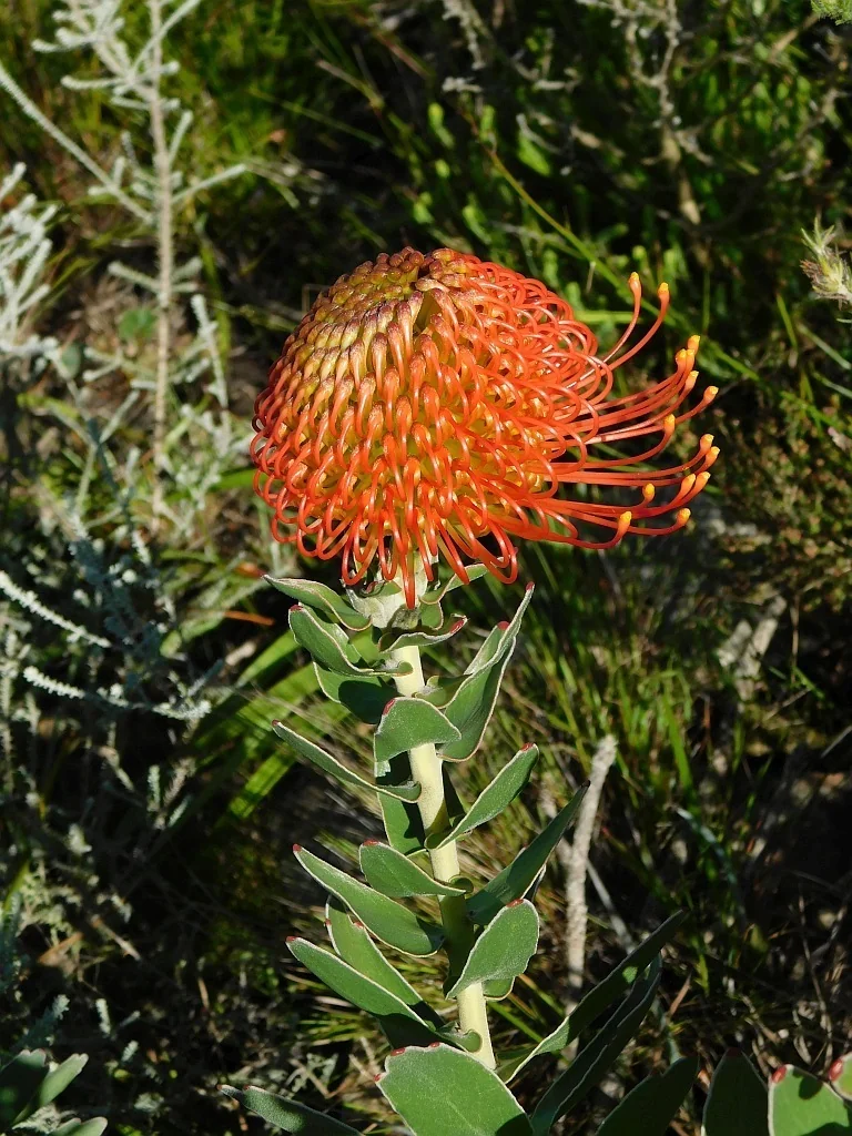 Leucospermum Cordifolium