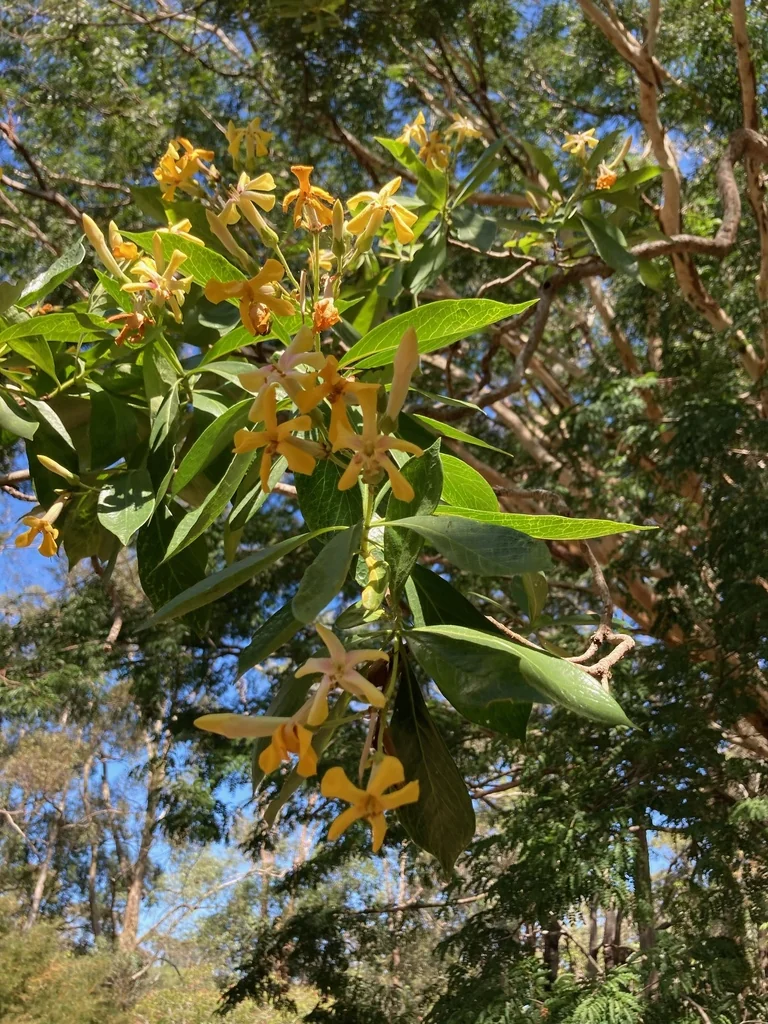 Hymenosporum Flavum