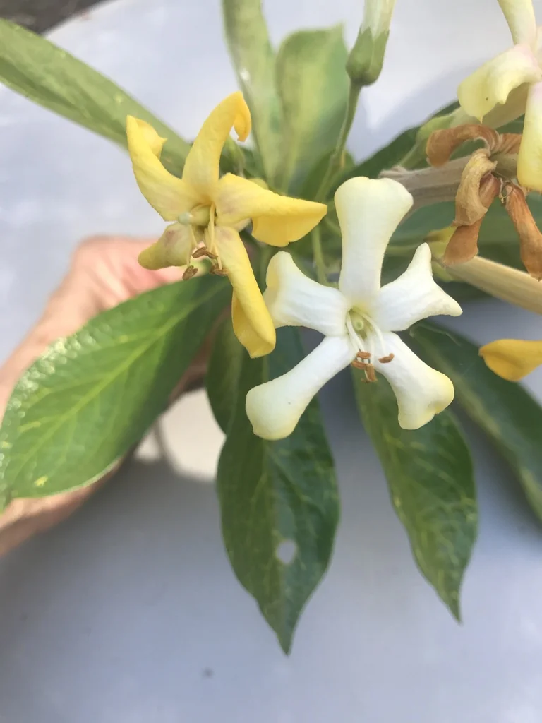 Hymenosporum Flavum