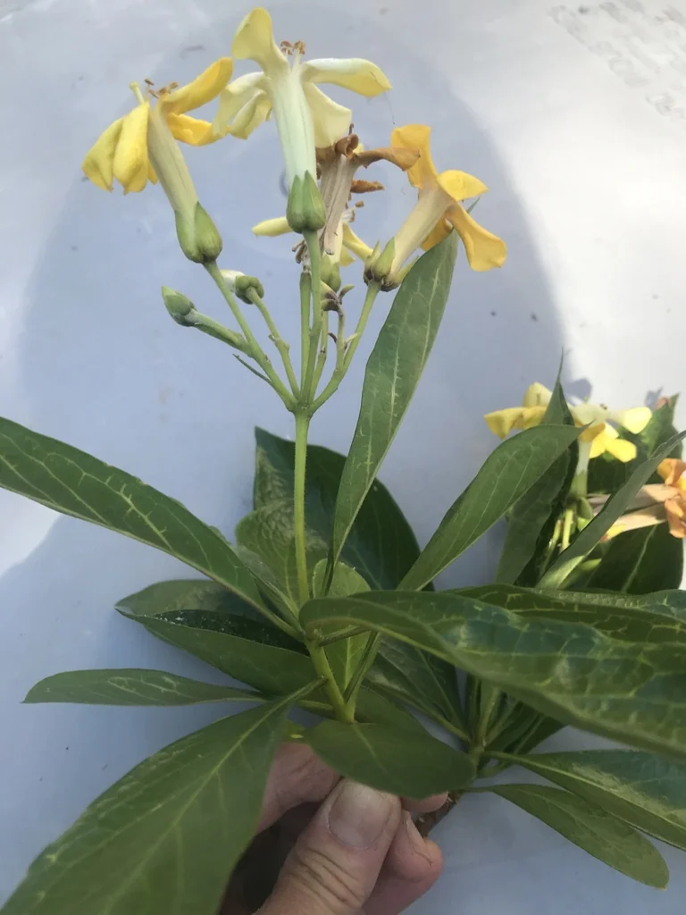 Hymenosporum Flavum